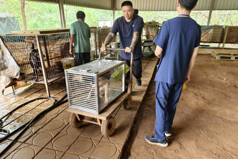 新竹縣動物保護防疫所3日表示，日前於新埔鎮查獲1處籠飼犬飼養不當案，並將未被認養的24隻犬隻沒入帶回安置，盼民眾能助認養，另對動物虐待與疏忽等案，將續執法嚴懲。（新竹縣動物保護防疫所提供）中央社記者郭宣彣傳真  114年9月3日