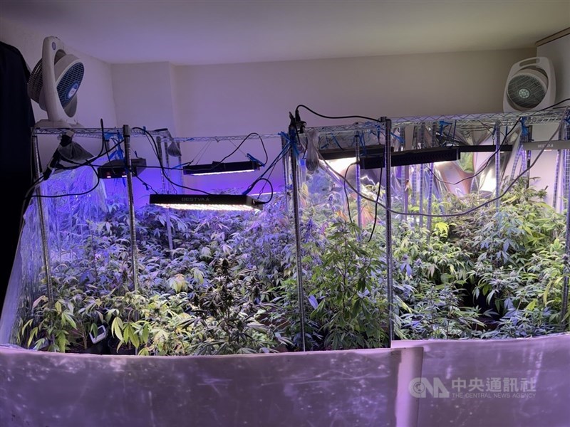 尼泊爾籍金姓補教老師涉嫌在台栽種大麻,被士院判刑10年半,於刑之執行完畢後或赦免,驅逐出境。圖為檢警專案小組今年1月查獲大麻植株等贓證物。(中央社檔案照片)