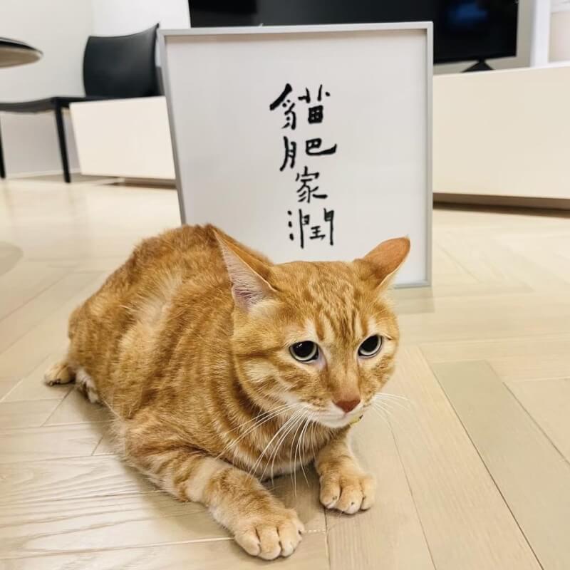 前總統蔡英文領養的橘貓阿才。(圖取自facebook.com/tsaiingwen)