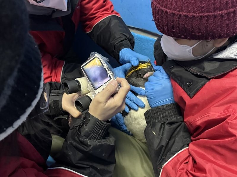 海生館執行年度眼睛健檢,企鵝因為過於活潑好動,為了安全與檢查順利,在海生館飼育員保護固定下進行。(屏東國立海洋生物博物館提供)中央社記者黃郁菁傳真 114年9月4日