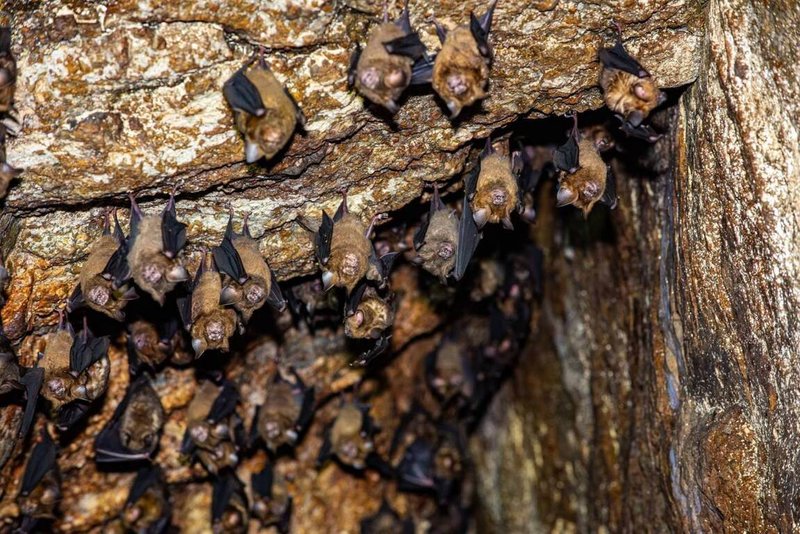 花蓮豐濱鄉公所表示,月洞遊憩區將自10月1日起調整開放時間與船班時刻,同步新增自由行遊客電話預約服務。月洞環境適合蝙蝠棲息,已知有東亞摺翅蝠、台灣無尾葉鼻蝠、台灣葉鼻蝠等6種蝙蝠,冬季聚集近2000隻,夏季約有300至500隻。(豐濱鄉公所提供)中央社記者李先鳳傳真  114年9月4日