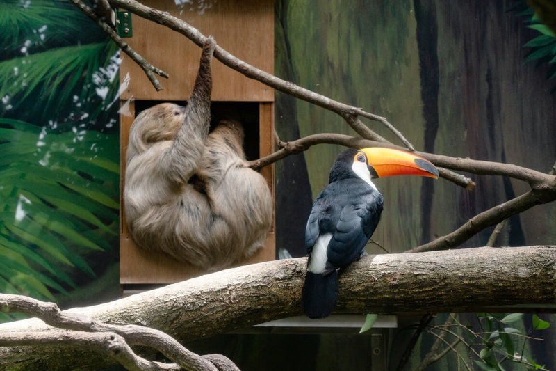 台北市立動物園安排二趾樹獺「蘇珊」及「葉橙」與大巨嘴鳥當室友,動物園4日表示,雙方相處融洽,大巨嘴鳥偶爾取食樹獺的食物也未引發衝突,甚至視而不見。(台北市立動物園提供)中央社記者陳昱婷傳真 114年9月4日
