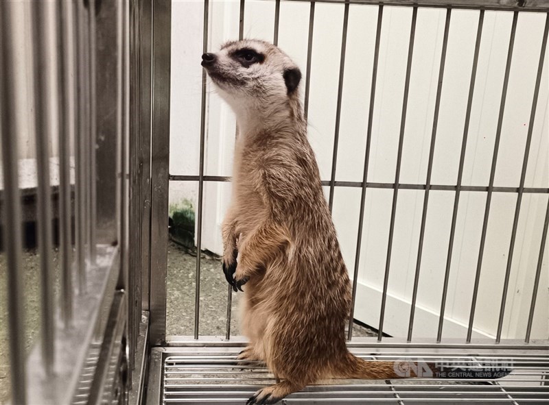 狐獴(圖)、鱷龜、蟒蛇等異寵(特殊寵物),擬登記納管禁自行繁殖。(中央社檔案照片)