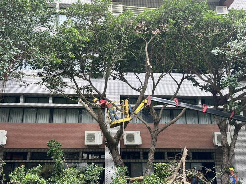 逢甲大學在暑假期間展開校園樹木健康檢查,進行修剪、矮降、支撐架與花台移除等措施。(逢甲大學提供)中央社記者趙麗妍傳真 114年9月5日