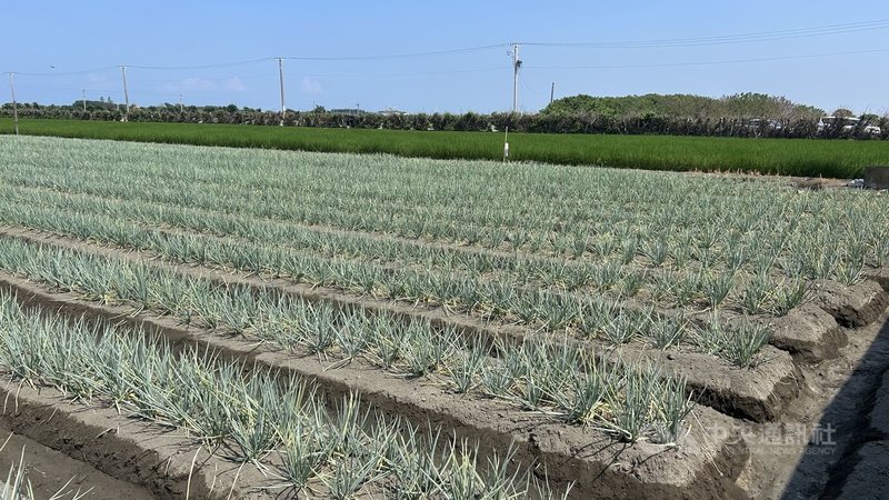 農業部農業試驗所、台中區農業改良場及生物科技業者5日在彰化芳苑舉辦夏季青蔥整合管理及應用木黴菌示範觀摩會,農改場研究員陳俊位表示,經實驗對照發現,使用木黴菌及生物性牛糞堆肥後的青蔥不管在產量、品質上都有提升,耐逆境能力也增強。中央社記者吳哲豪彰化攝 114年9月5日