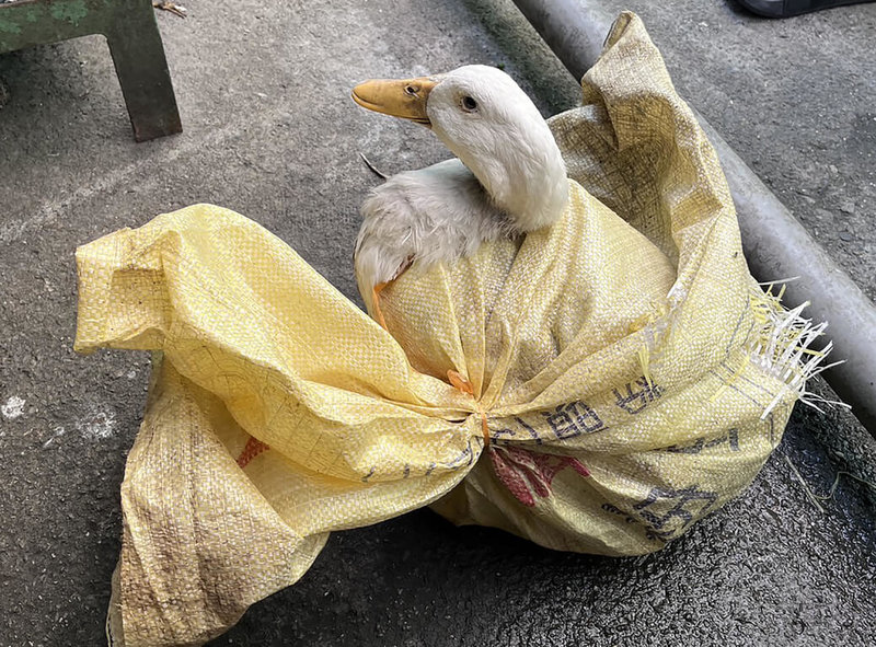 彰化縣有民眾6日拍到外籍移工騎車時，手上及腳踏板處都有袋子，且袋內物體會動，由於擔心內裝物若是犬貓恐涉動保法，隨即報警。警方獲報追查，開袋後發現裡面裝的其實是鴨子，算是虛驚一場。（警方提供）中央社記者鄭維真傳真　114年9月6日