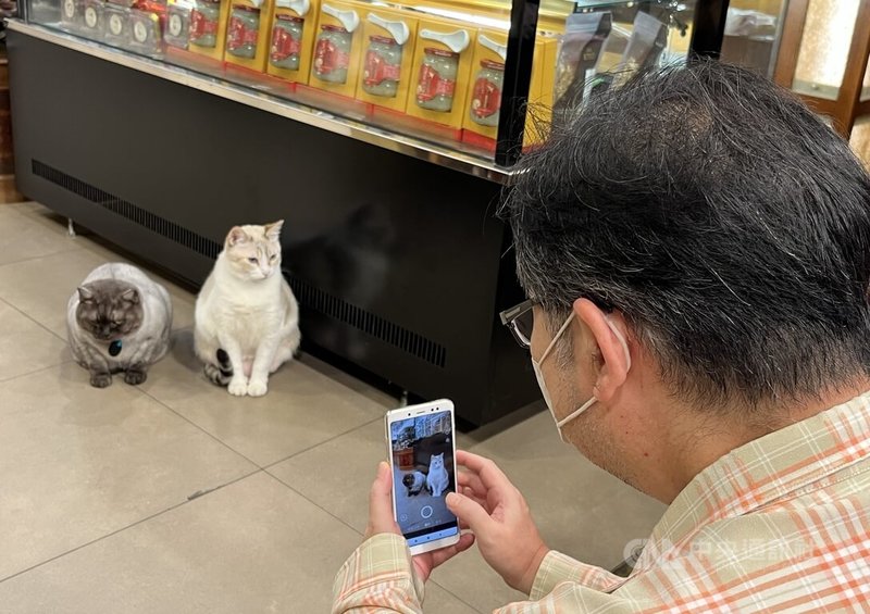 台北大稻埕迪化街的黃永生蔘藥行門外,一名路人蹲下喬角度,準備拍攝店內兩位貓店長「薯條」(左)和「香奈兒」。圖攝於114年8月27日。中央社記者黎桑尼攝 114年9月6日