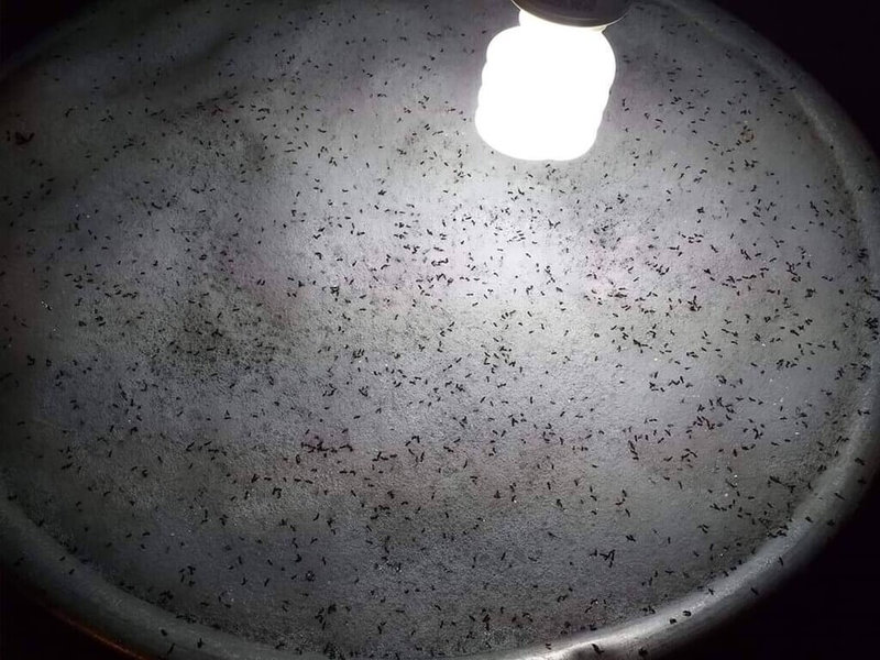 高雄市農業局最新監測發現，琉璃蟻滋擾有升溫現象，特別提醒六龜、美濃、杉林、甲仙、旗山等主要影響區域居民，應立即採取防治行動。（高雄市農業局提供）中央社記者蔡孟妤傳真　114年9月9日