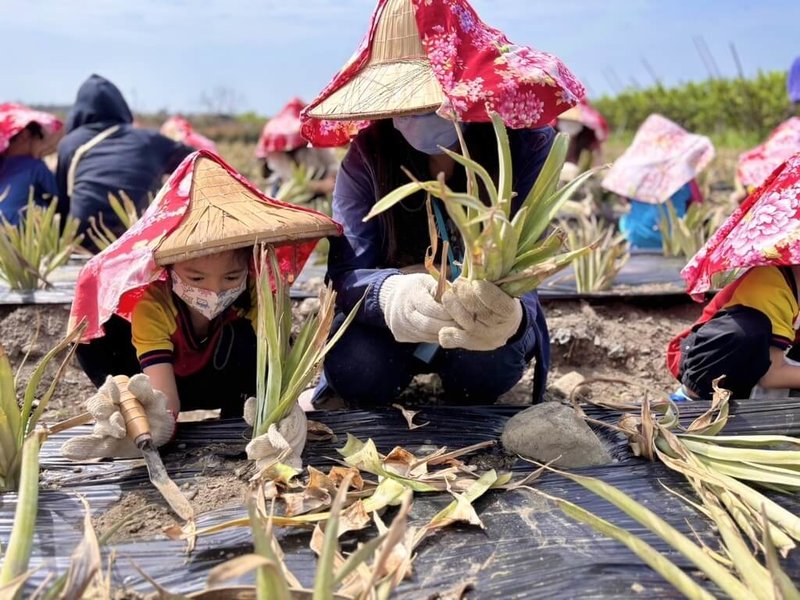 高雄市鳥松幼兒園以在地鳳梨田為教室，帶領幼童從在地農產探究美感與文化，代表高雄市參與「114年度教學卓越獎」，入圍全國教學卓越獎金、銀質獎名單。（高雄市鳥松幼兒園提供）中央社記者林巧璉傳真  114年9月9日