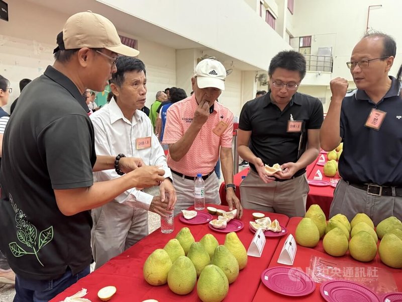 雲林縣斗六市公所9日舉辦「大斗六地區文旦品質評鑑」比賽，有70名果農參與；評審們分別由外觀、風味與肉質、種子數以及糖度進行評審。 中央社記者姜宜菁攝　114年9月9日