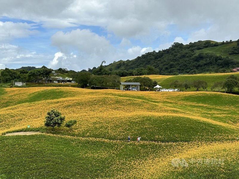花蓮富里鄉舉辦「第一屆六十石山馬拉松挑戰賽」14日登場,預計吸引逾2000名跑者;賽道穿越金針花海、古道、田園小徑,當天將執行交管。圖為六十石山金針花海盛況。中央社記者李先鳳攝 114年9月10日