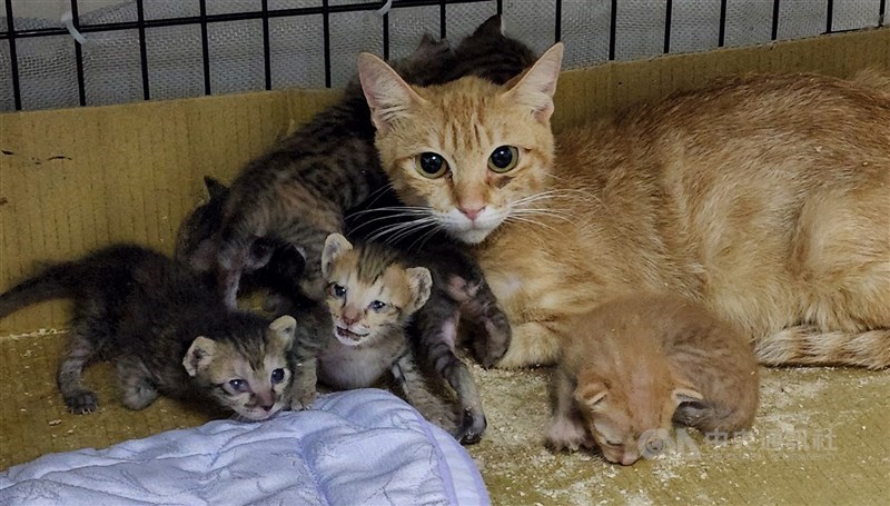 2男發布養貓狗領3千元訊息遭辦，台灣台北地方法院裁定不罰。（中央社檔案照片）