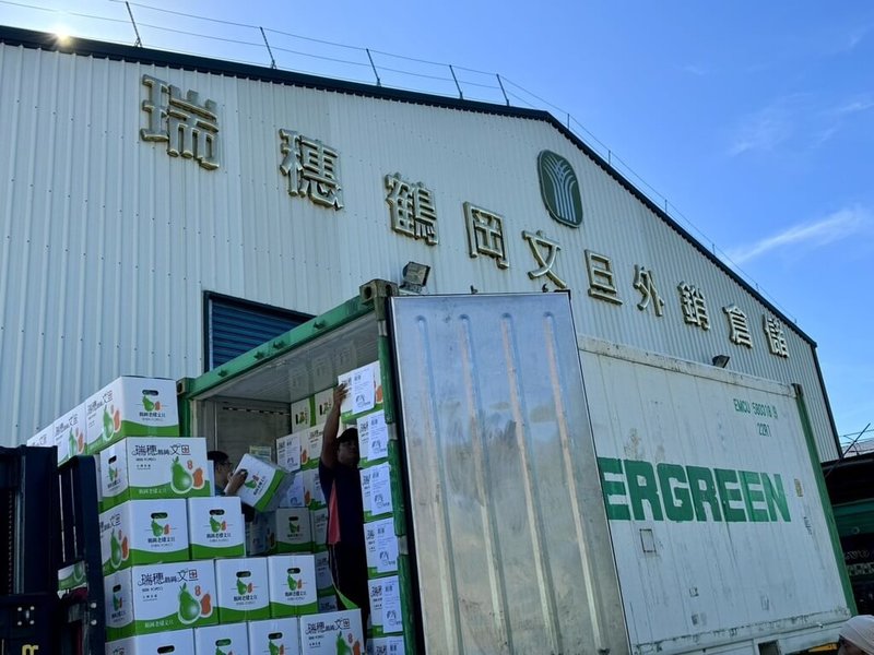 花蓮縣瑞穗鄉文旦柚外銷國外市場逾10年,今年擴及新加坡市場,12日正式封櫃,以「單粒包裝」方式外銷。(瑞穗鄉農會提供)中央社記者張祈傳真 114年9月12日