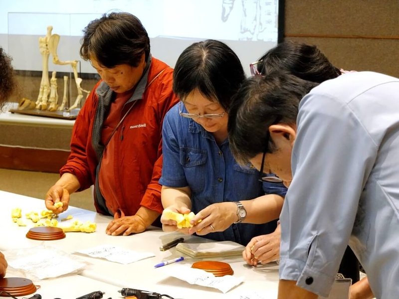 教育部推動「本土教育人才培育系列課程」,與11個館所合作辦理教師研習,圖為豬腳骨模型製作課程,學員從單塊骨骼辨識動物年齡、運動傷害等特徵。(教育部提供)中央社記者許秩維傳真 114年9月14日