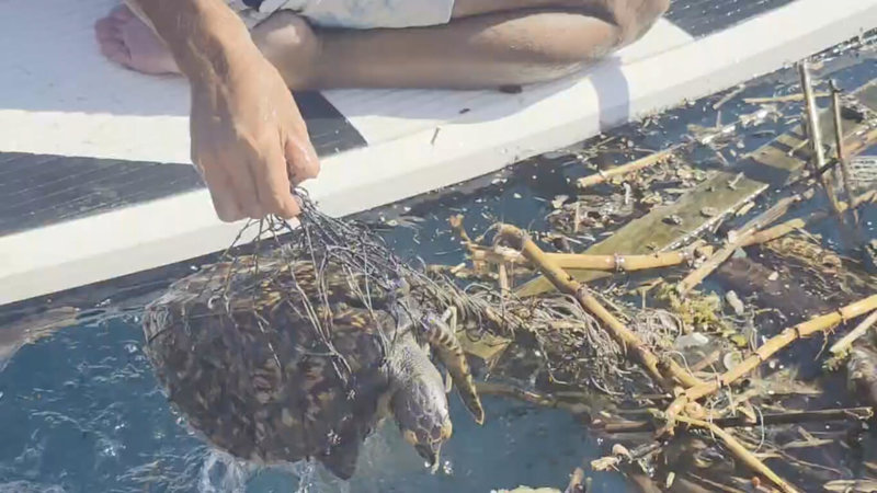 潛水教練王銘祥14日在距基隆碧砂漁港約1.5浬處海域，發現一隻玳瑁被海廢漁網纏繞，且身上沾滿油污，以剪刀逐一將漁網剪斷後，將玳瑁送回碼頭，由中華鯨豚協會接手後續治療。（王銘祥提供）中央社記者王朝鈺傳真　114年9月14日