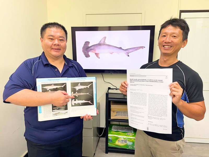 國立中山大學公布最新研究，發現雙髻鯊並非依賴單一獵物，而是有「因地制宜」的食性模式。（國立中山大學提供）中央社記者蔡孟妤傳真  114年9月15日