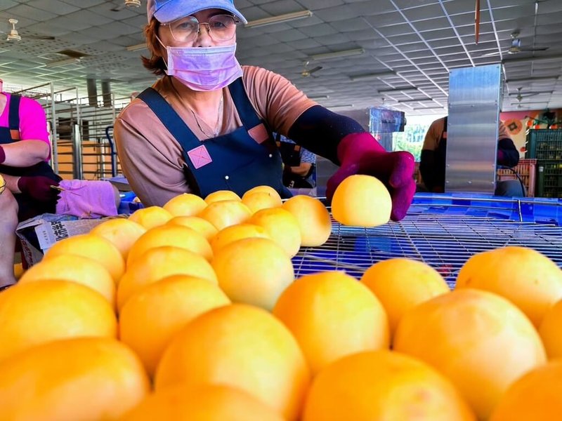 嘉義縣番路鄉因7月連續風災導致柿子產量減少6成,番路鄉農民提高契作收購價格,保障農民收益,並於15日啟動新一年度的柿餅加工季。(番路鄉農會提供)中央社記者蔡智明傳真 114年9月15日