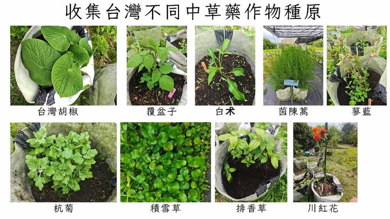 據農業部統計,台灣中草藥材年產值逾新台幣30億元,但超過9成依賴進口。嘉義大學中草藥產業創新應用研發團隊已成功蒐集台灣胡椒、覆盆子等特色藥用植物,建立完善種原庫。(嘉大提供)中央社記者黃國芳傳真 114年9月15日