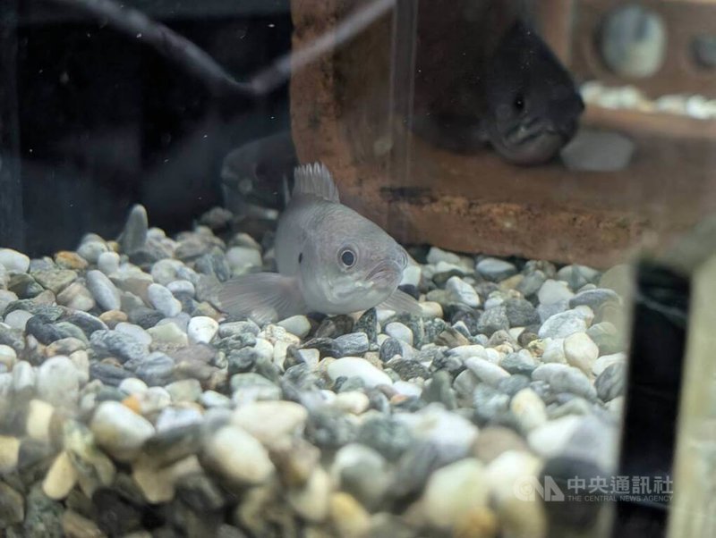 金門保育團體再生魚坊與國立金門高級農工職業學校展開產學合作，盼使養殖科學生將所學養殖技術，也應用在原生魚復育上。圖為再生魚坊人工繁殖的金門珍稀原生淡水魚「攀鱸」子代。中央社記者吳玟嶸攝  114年9月16日