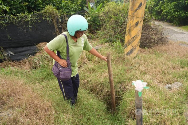 屏東縣枋寮鄉人和村民張靜玉表示,當地農地被光電業者挖得亂七八糟,且廠商施工後未復原,導致多處農地、農路逢雨就淘空,甚至有1公尺深凹陷。中央社記者黃郁菁攝 114年9月16日