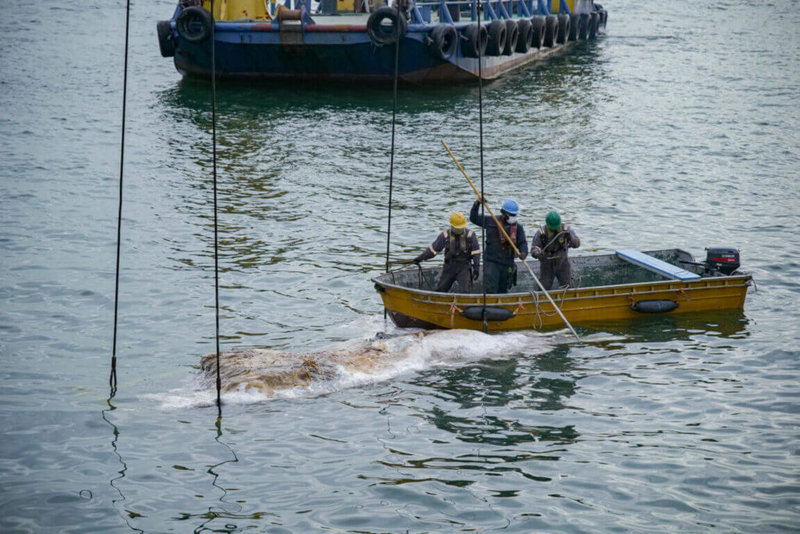 相隔10年,新加坡海域再現鯨魚遺骸,工作人員進行相關打撈作業。(新加坡國立大學李光前自然歷史博物館提供)中央社記者吳昇鴻新加坡傳真 114年9月16日