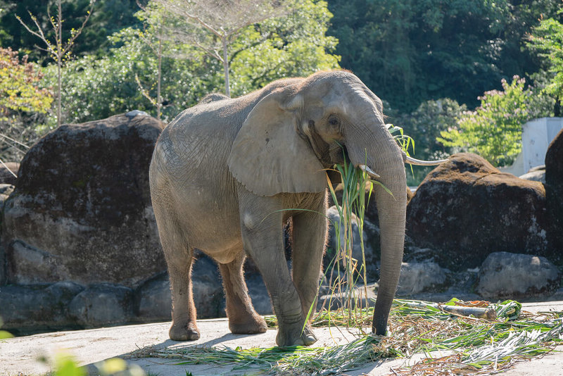 台北市立動物園17日在園內舉辦「動物慰靈祭暨中元普度法會」，這是有百年傳統的生命教育，藉此向已逝的非洲象「美代」等動物夥伴表達思念、感謝，並為牠們祈福。（台北市立動物園提供）中央社記者楊淑閔傳真　114年9月17日