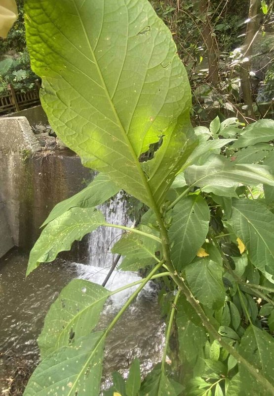 台東卑南鄉某茶藝館3婦疑似食品中毒案，衛生局採集可疑食品檢體送驗結果出爐，3人自稱所吃「南非葉」野菜鑑別為「大花曼陀羅」（圖），整株有毒，因花中成分具有肌肉鬆弛、汗腺分泌受抑制麻醉作用。（台東縣政府提供）中央社記者李先鳳傳真　114年9月17日