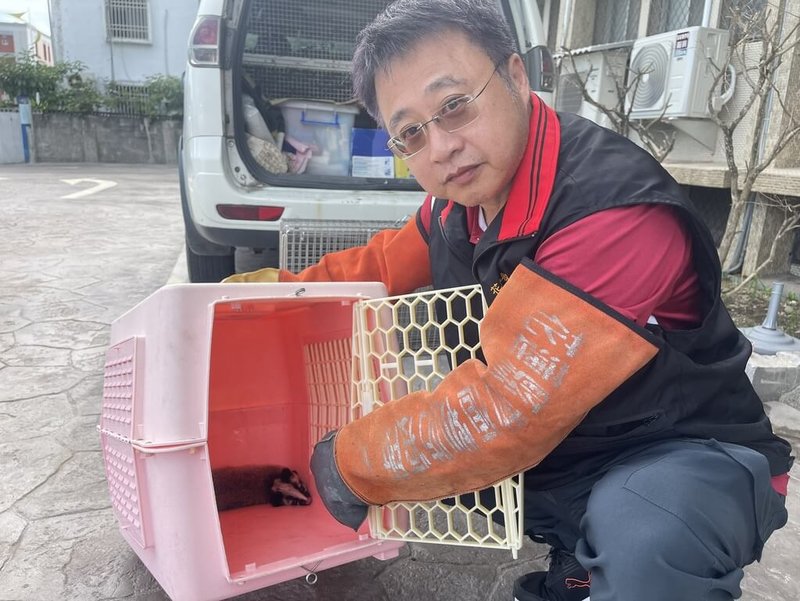 一隻白鼻心母獸疑在花蓮市區遭車輛撞擊死亡,一旁還有一隻尚在哺育期的幼獸,縣府農業處獲報帶回安置後,隨即安排專人送往台東野灣野生動物救傷中心照護,未來經評估後可望重返自然。(花蓮縣政府提供)中央社記者李先鳳傳真 114年9月18日