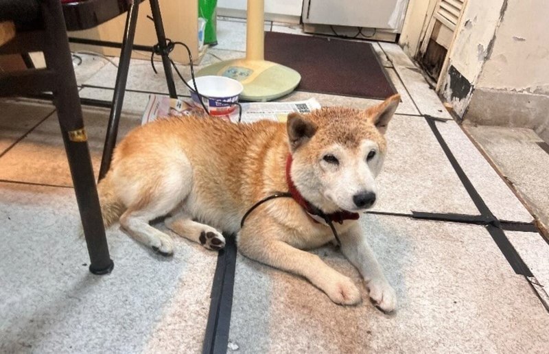 台北市動物保護處新聞資料提到，午後雷雨的打雷巨響等，易讓犬隻焦躁不安及竄逃，常有家犬因此走失流落街頭、受傷，危及生命安全，呼籲飼主注意。圖為8月因打雷受驚嚇走失的家犬。（動保處提供）中央社記者劉建邦傳真　114年9月18日