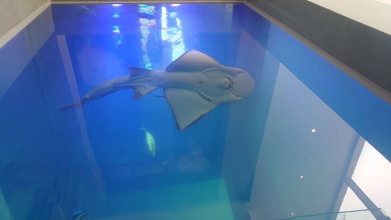 近日傳出國立海洋科技博物館視為鎮館之寶的「波口鱟頭鱝」（飯匙鯊）8月時身體出現新傷口，9月7日疑傷口感染死亡，台灣動物社會研究會要求教育部、海委會調查死因，檢討館內設施及飼養條件。（台灣動物社會研究會提供）中央社記者汪淑芬傳真  114年9月18日