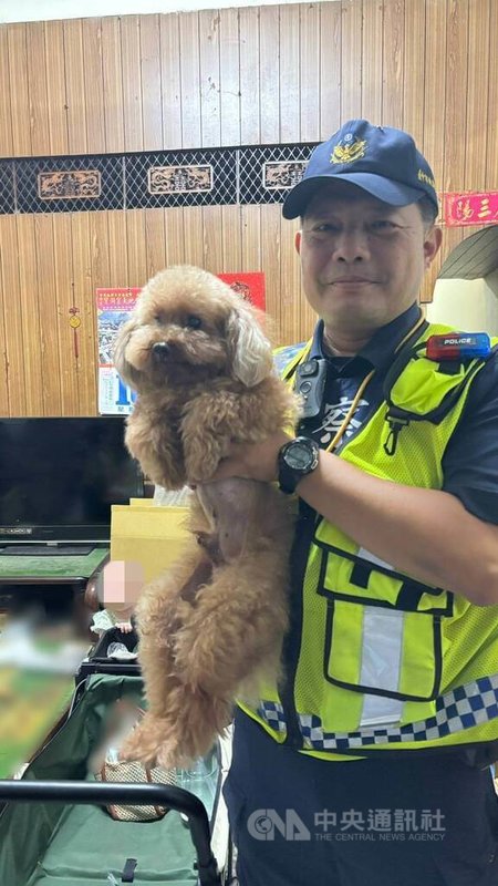 台中一隻紅色貴賓犬日前外出迷路，走到派出所「求助」，員警在網路協尋飼主、查詢植入晶片未果協助安置所內，隔日有民眾至派出所洽公，認出貴賓犬名為Niko，才順利聯繫上飼主領回。（翻攝照片）中央社記者蘇木春傳真　114年9月18日