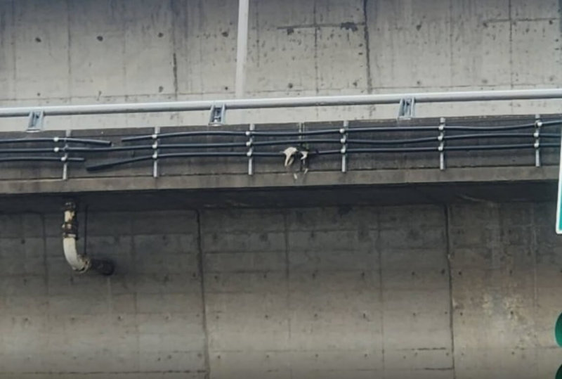 有民眾發現一隻貓受困台北新生高架橋外側並掛在電線上，隨即通報台北市動物保護處協助，貓咪獲救後所幸僅後腿些微受傷，已送醫醫治，復原後將開放認養。（動保處提供）中央社記者劉建邦傳真　114年9月19日