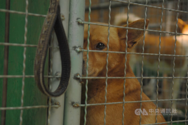 圖為台北市動物之家收容的犬隻。(中央社檔案照片)