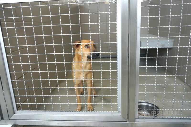 花蓮狗貓躍動園區收容的犬隻。(中央社檔案照片)
