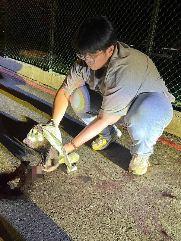 花蓮市長魏嘉彥（圖）15日晚間行經花蓮市十六股大道附近，發現有白鼻心母獸疑遭車輛撞死，移動過程發現1隻幼獸依偎母獸懷中，趕緊聯絡動物醫院治療。（魏嘉彥提供）中央社記者張祈傳真　114年9月19日