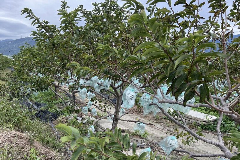 颱風樺加沙朝台灣靠近,目前正值台東水稻孕穗、釋迦採收期和掛果期,台東區農業改良場籲農友秋颱不容小覷,強化防災措施,釋迦農20日把握時間幫釋迦套袋。中央社記者盧太城台東攝 114年9月20日