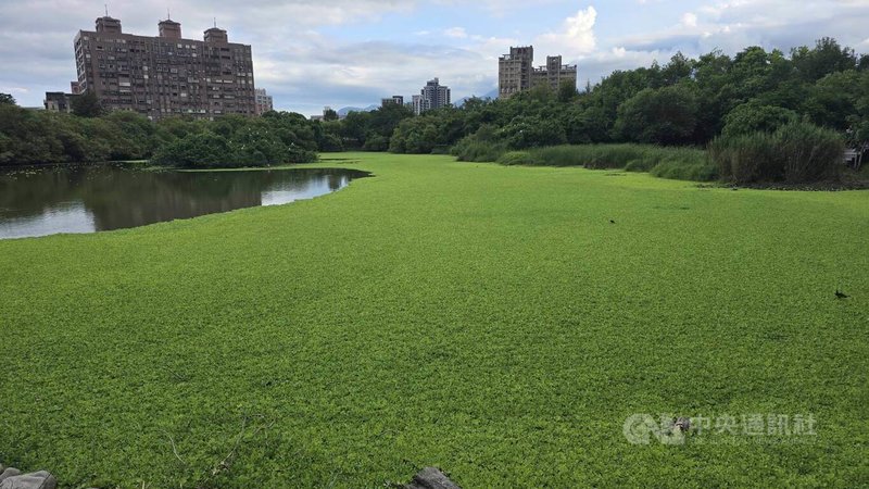 宜蘭縣羅東林業文化園區生態池遭外來水生植物大萍(俗稱水芙蓉)入侵,放眼望去綠油油一片,有如被鋪上綠地毯。林業及自然保育署宜蘭分署20日表示,已派員進行打撈,預計30日前完成清除。中央社記者沈如峰宜蘭縣攝 114年9月20日