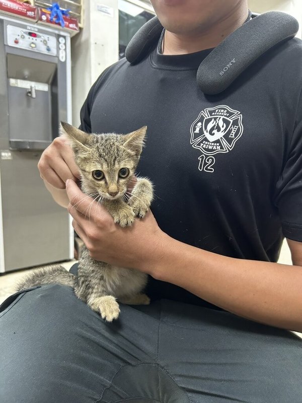 新北市一名男子日前救野貓（圖）不慎遭咬傷後，僅以清水簡單沖洗，隔天傷口迅速惡化，出現紅腫熱痛與頭痛不適，緊急前往耕莘醫院急診。（天主教耕莘醫院提供）中央社記者曹亞沿傳真　114年9月22日