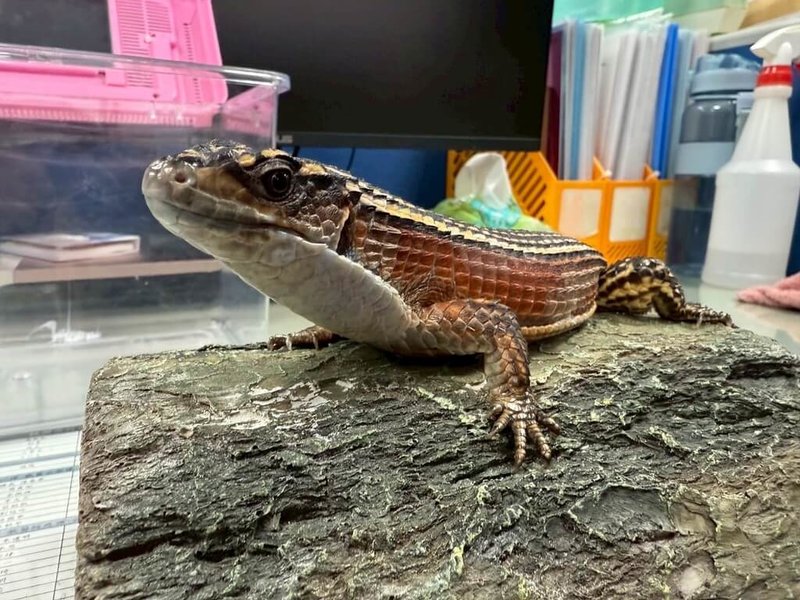 桃園市動保處27日將舉辦非犬貓特寵認養，屆時將有盾甲蜥開放認養。（動保處提供）中央社記者葉臻傳真　114年9月23日