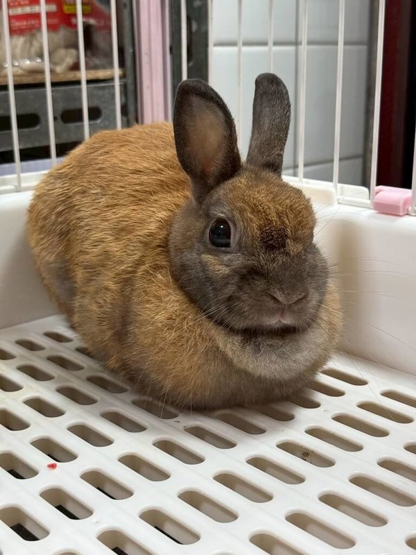 桃園市動保處27日將舉辦非犬貓特寵認養,其中鼠、兔類有7隻,為登記認養;凡設籍桃園市並年滿18歲、具備飼養特殊寵物能力者,攜帶身分證及適當動物運輸籠就可前往認養。(動保處提供)中央社記者葉臻傳真 114年9月23日