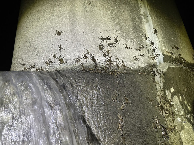 新北市水利局指出,碧潭水域24日晚間再度出現大量毛蟹溯溪而上,這是繼5、7月「蟹」潮大爆發後,毛蟹2025年第3度造訪碧潭,不僅證明碧潭堰魚道生態友善設計成功,更凸顯新店溪生態廊道營造的豐碩成果。(新北市水利局提供)中央社記者曹亞沿傳真 114年9月26日