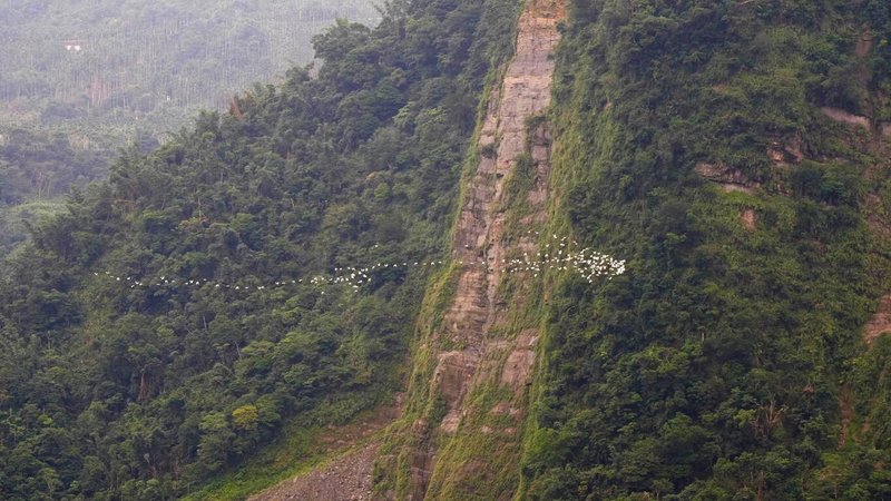 秋季限定嘉義梅山太興「萬鷺朝鳳」黃頭鷺遷移美景，從8月下旬持續到10月中旬，整群黃頭鷺穿越山谷，彷佛是在空中飛翔的白龍。（嘉義縣文觀局提供）中央社記者蔡智明傳真  114年9月26日