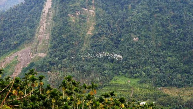 秋季限定的嘉義梅山太興「萬鷺朝鳳」黃頭鷺遷移美景,從8月下旬持續到10月中旬,教師節、中秋節、雙十節鄉3波連假都是探索此生態奇觀的好時機。(嘉義縣文觀局提供)中央社記者蔡智明傳真 114年9月26日
