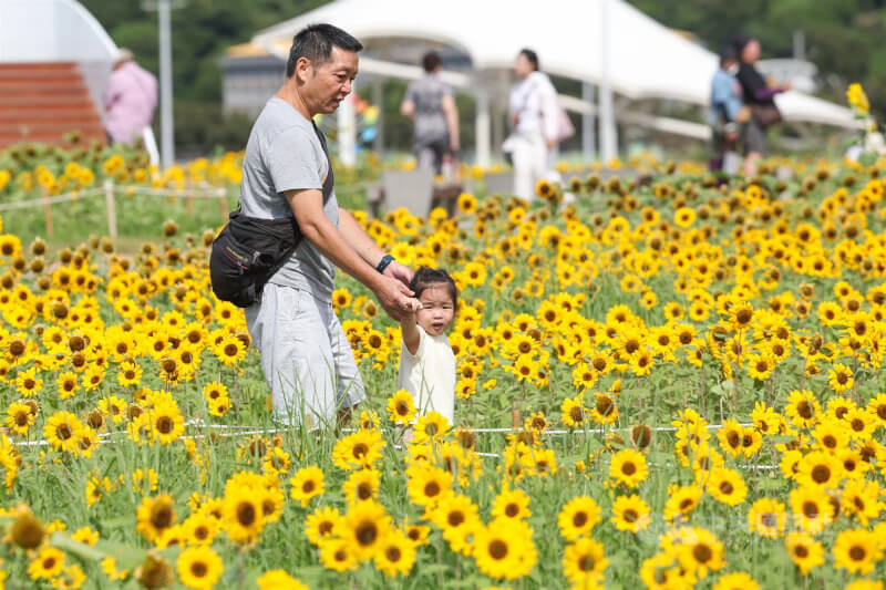圖為大佳河濱公園內的向日葵盛開，民眾帶著小朋友前往欣賞。（中央社檔案照片）