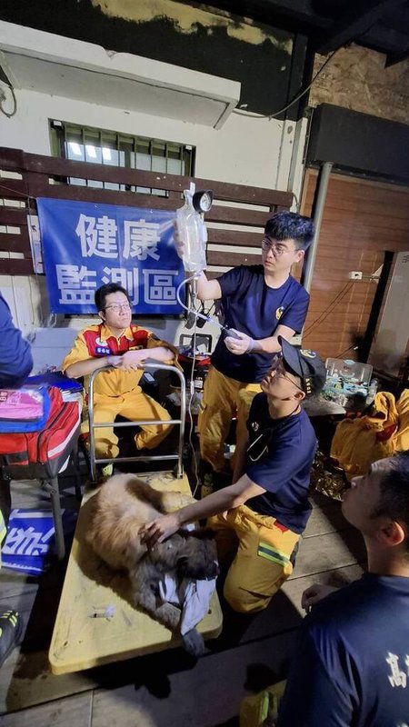 花蓮馬太鞍溪堰塞湖溢流釀災，高雄市消防局特搜隊持續動員救災，25日在返隊途中救援1隻受困泥濘的野狗，隨行獸醫進行緊急醫療處置，沖洗犬隻污泥後，給予皮下注射抗生素等治療。（高市消防局提供）中央社記者洪學廣傳真  114年9月26日