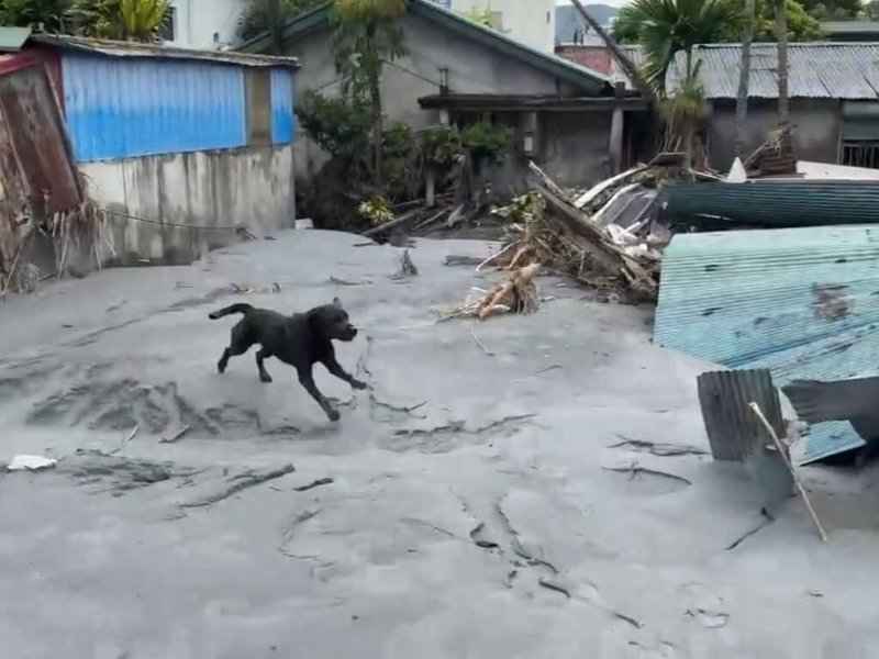 花蓮馬太鞍溪堰塞湖溢流釀災，高雄市政府消防局特種搜救隊派出5隻搜救犬投入救災，其中，搜救犬咪娜26日在一處房舍周邊執行搜救時，不慎陷入泥濘中，經領犬員呼喊，咪娜奮力爬起脫困，待返回基地後，經獸醫立即檢查，咪娜狀況一切正常。（高雄市政府消防局提供）中央社記者張已亷傳真 114年9月27日