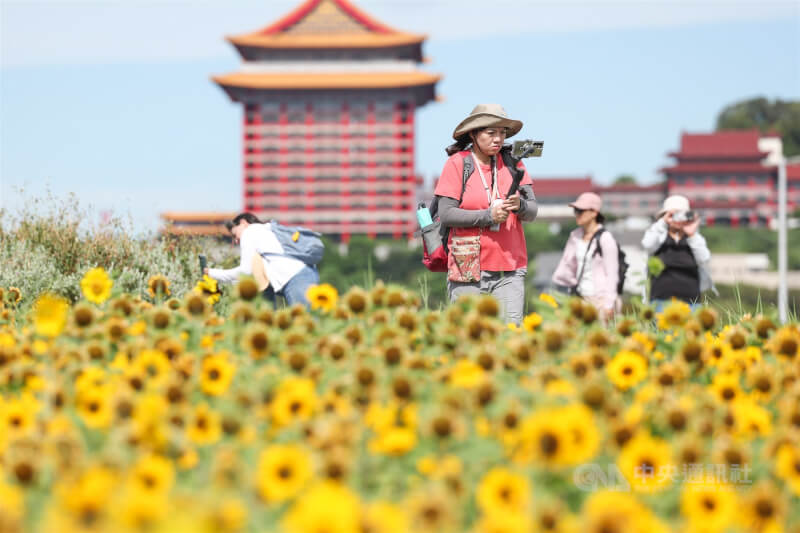 圖為大佳河濱公園向日葵盛開，民眾穿著長袖衣物防曬。（中央社檔案照片）