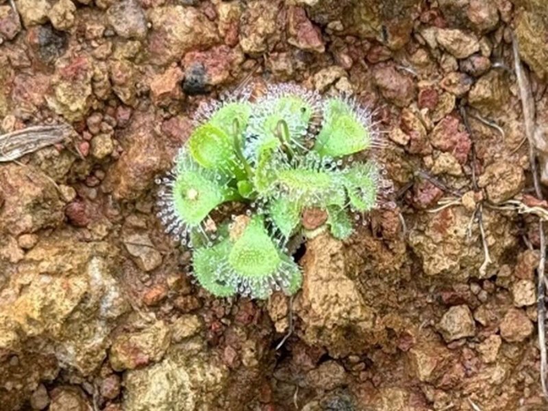 桃園航空城在區段徵收工程期間發現僅存於桃園的原生瀕危植物，其中包括寬葉毛氈苔，市府在農業部林業試驗所指導下進行相關復育行動。（桃市府提供）中央社記者葉臻傳真　114年10月1日
