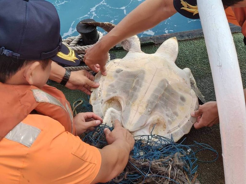 海巡署艦隊分署高雄海巡隊1日在高雄二港口外海發現一隻海龜遭漁網纏住，海巡人員立即打撈上艇協助割除，經檢視海龜無明顯外傷，確認無虞後已野放。（海巡署艦隊分署高雄海巡隊提供）中央社記者洪學廣傳真  114年10月1日