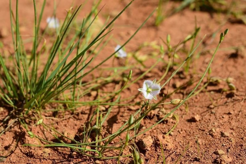 桃園航空城在區段徵收工程期間發現僅存於桃園的原生瀕危植物，其中包括異蕊草，市府在農業部林業試驗所指導下進行相關復育行動。（桃市府提供）中央社記者葉臻傳真　114年10月1日